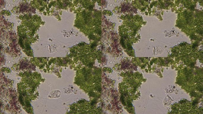 在单细胞藻类中捕猎变形虫和涡虫。微生物在显微镜下的不可思议和惊人的生命。亮场显微镜法