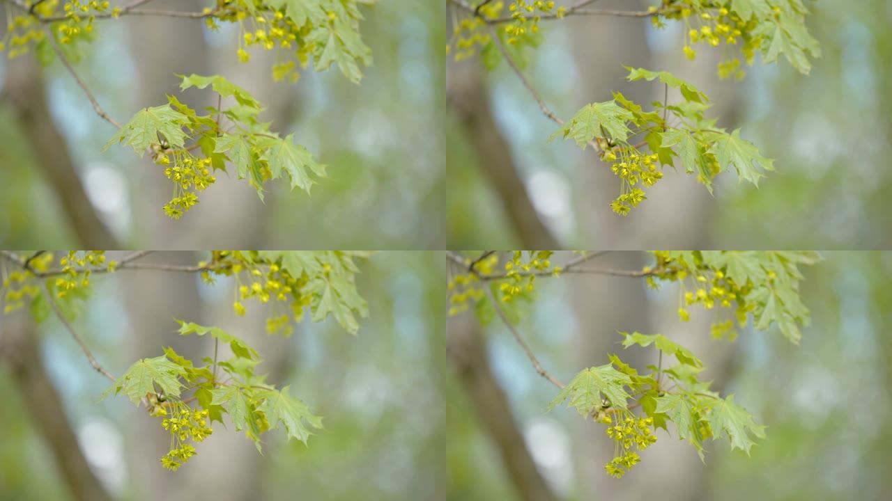 爱沙尼亚枫树的绿色枫叶