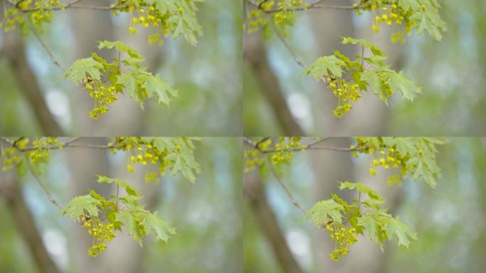 爱沙尼亚枫树的绿色枫叶