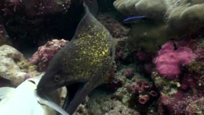 黑海鳗在马尔代夫的海底吃鱼食。