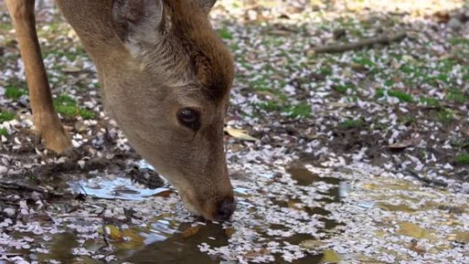在奈良公园的森林水坑上，鼻子鹿的慢动作正在喝水。