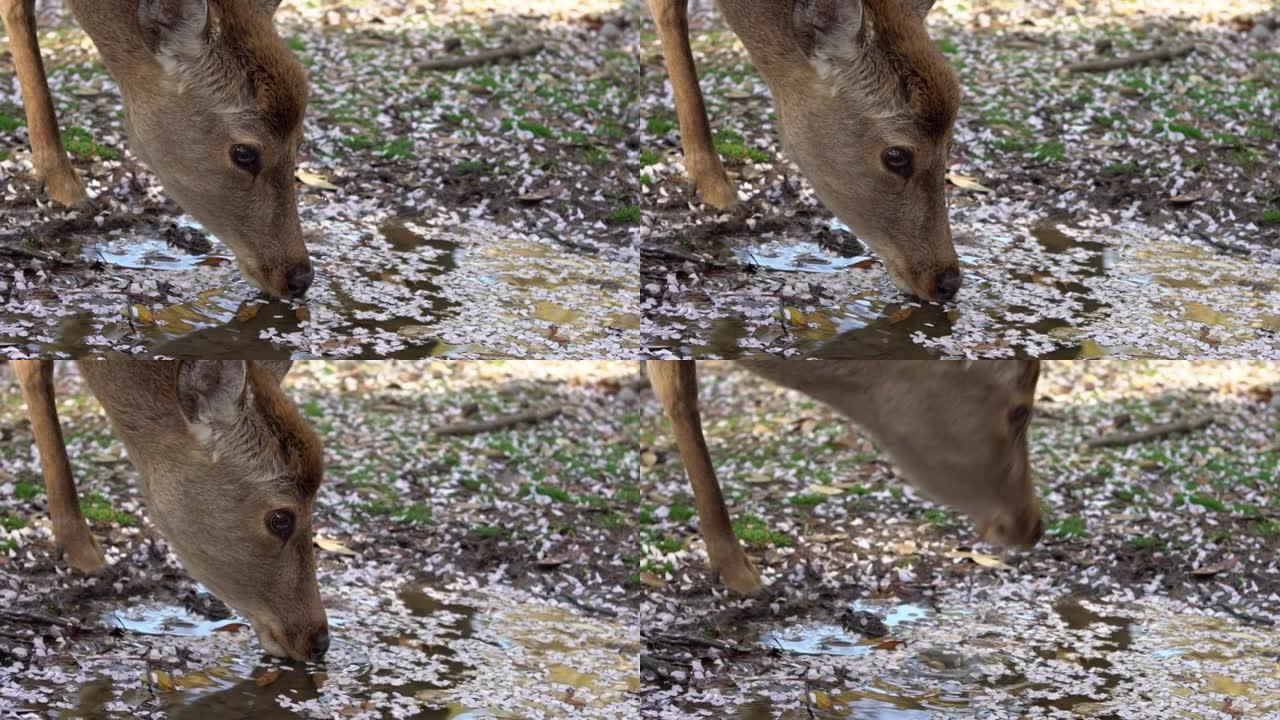 在奈良公园的森林水坑上，鼻子鹿的慢动作正在喝水。