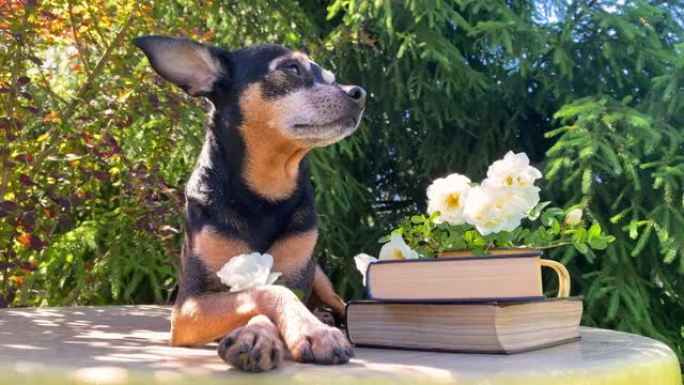 可爱的狗，玩具teriier谎言，在书籍和鲜花旁边，休息，日光浴。带宠物的视频明信片