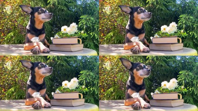 可爱的狗，玩具teriier谎言，在书籍和鲜花旁边，休息，日光浴。带宠物的视频明信片