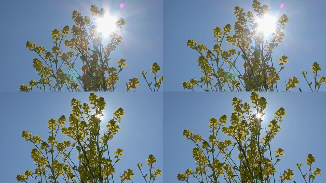 观看黄色的油籽花和一群蚊子在蓝天下的阳光光束。