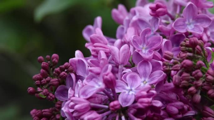 关闭新鲜的紫色丁香花