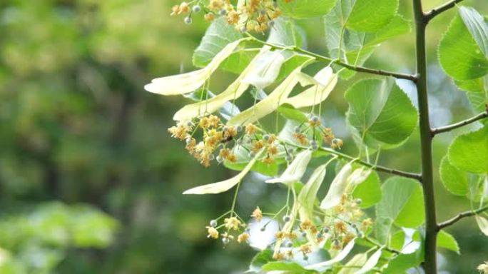 盛开的菩提树。一只蜜蜂从椴树花中收集花蜜