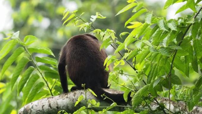 来自中美洲和南美洲的大吼猴-Alouatta palliata或金色大吼猴，新世界猴。在美国热带雨林