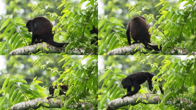 来自中美洲和南美洲的大吼猴-Alouatta palliata或金色大吼猴，新世界猴。在美国热带雨林