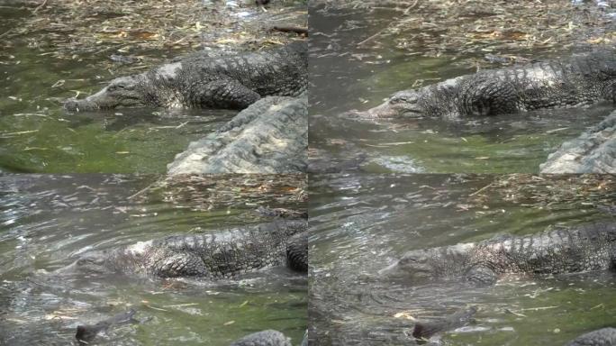 夏季，鳄鱼从陆地到池塘寻找疾病。短吻鳄在暗淡的水中游泳。一种濒临灭绝的爬行动物。