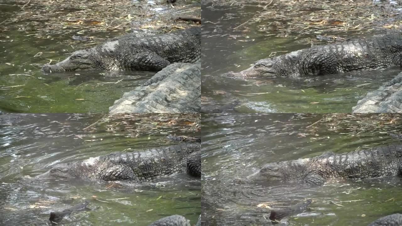夏季，鳄鱼从陆地到池塘寻找疾病。短吻鳄在暗淡的水中游泳。一种濒临灭绝的爬行动物。