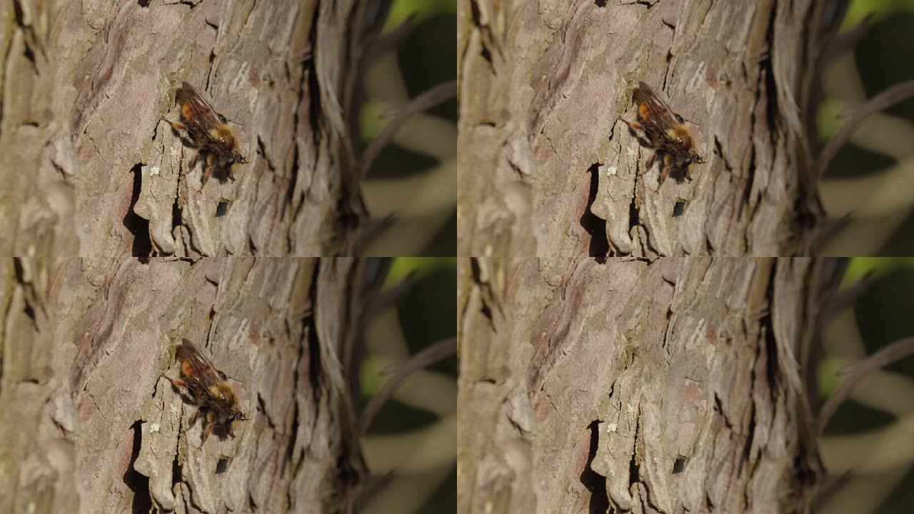 模仿蜜蜂的强盗从大树上起飞。