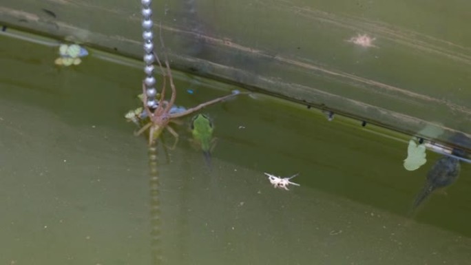 青蛙幼崽接近蜘蛛