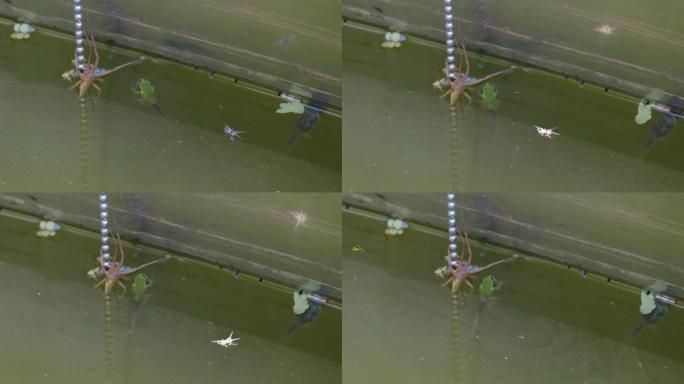 青蛙幼崽接近蜘蛛