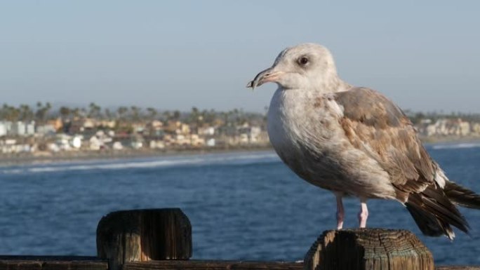 木制码头栏杆上的海鸥。鸟在海边靠近。加州。海滨别墅。