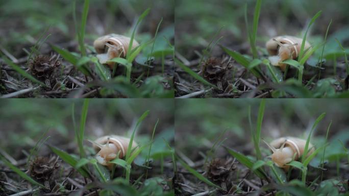 侧视图。可爱的螺旋蜗牛在雨前慢慢打开她的棕色角，在夏天绿色的地方爬行。森林慢慢的野生动物概念。享受生