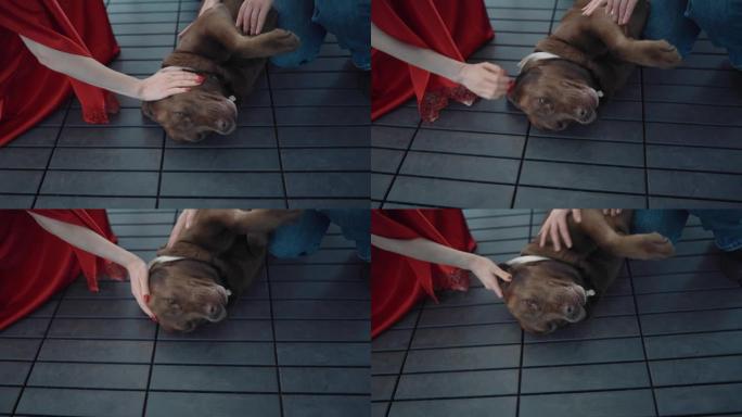 一只酷狗躺在地板上，喜欢被人爱抚。一只美妙的宠物