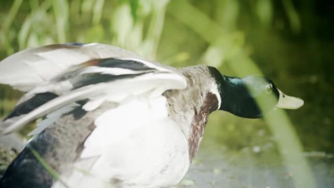 鸭子在池塘上。惊吓的鸟。在红色相机上拍摄