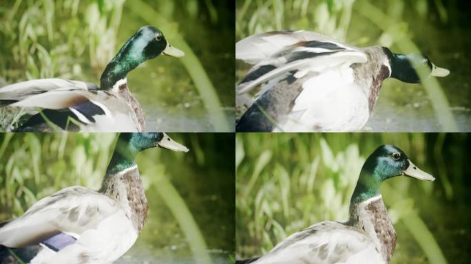 鸭子在池塘上。惊吓的鸟。在红色相机上拍摄