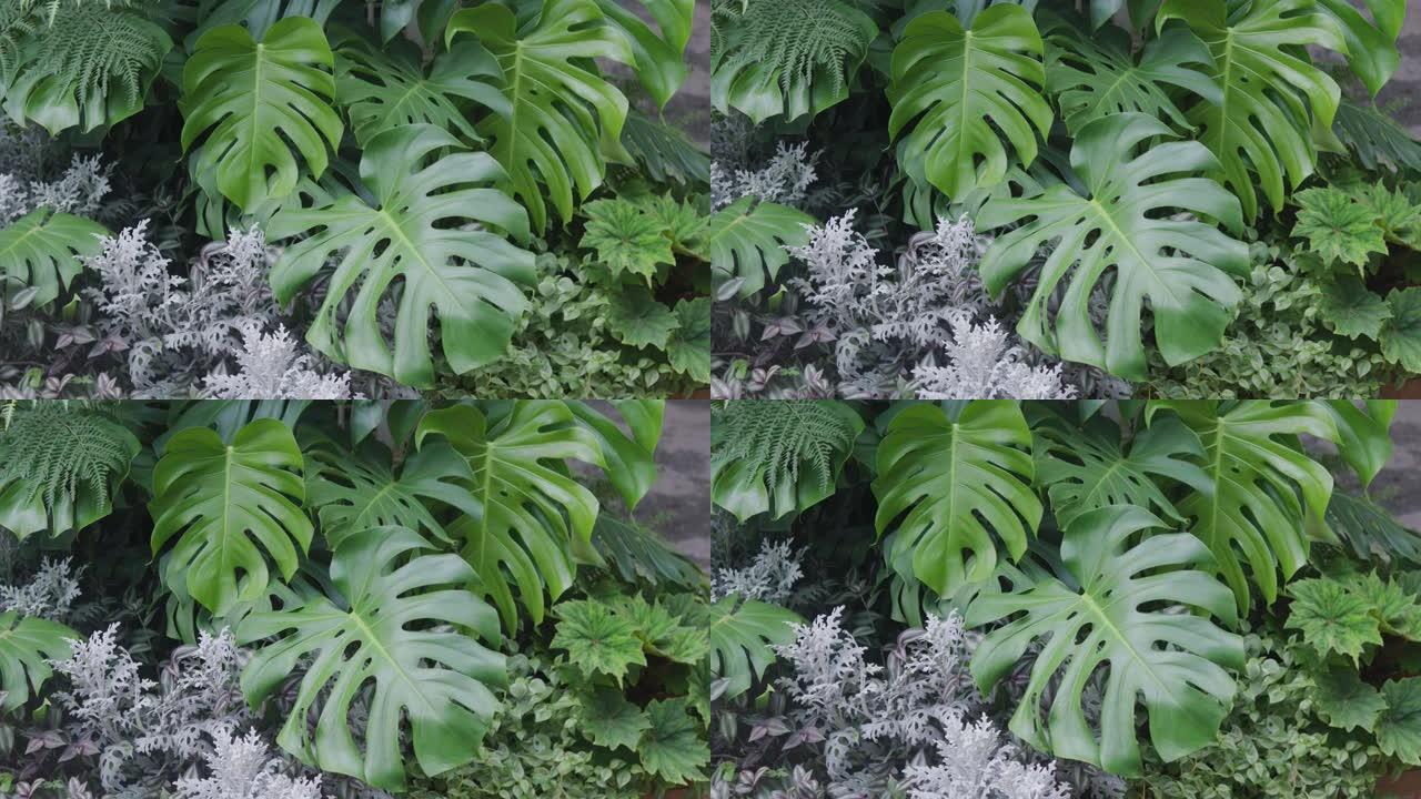 花园里新鲜的绿叶龟背叶特写视频素材