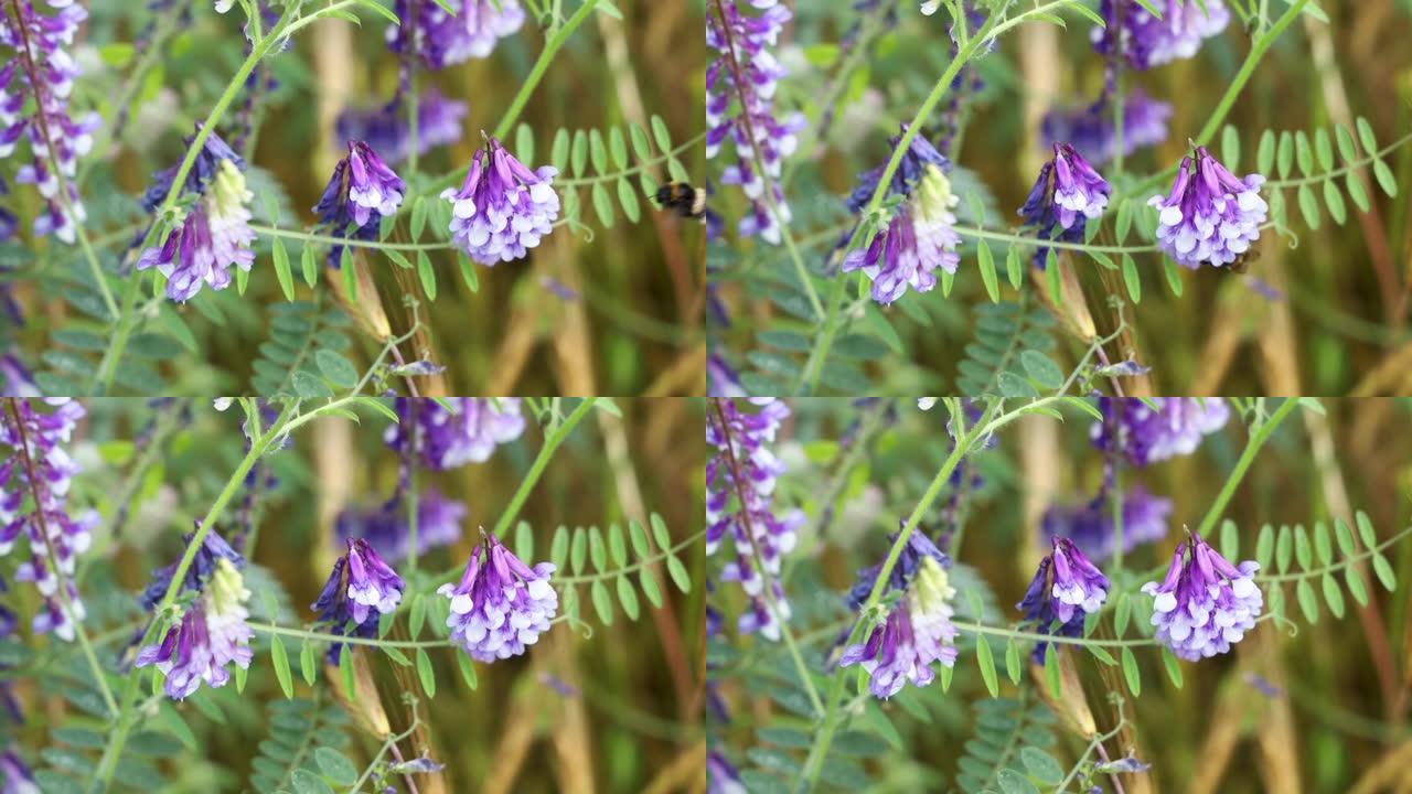 大黄蜂在田间的紫云英花上收集花蜜和花粉