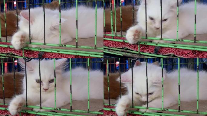 笼子里有趣的白色波斯猫