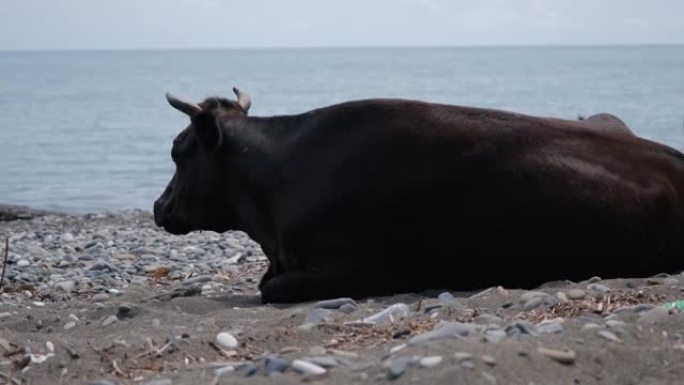 躺在海边的海滩上的大棕色牛
