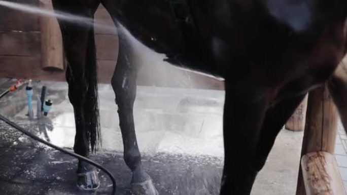 慢动作从马身上流走的水。洗马。照顾一匹马。