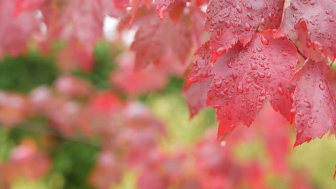 雨滴，红色的秋天枫树叶子。水滴，森林中的湿秋叶
