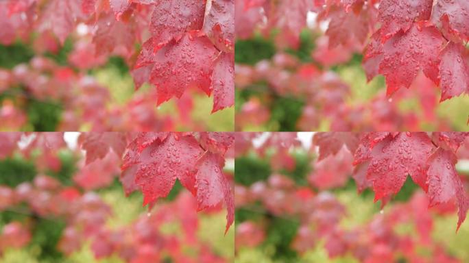 雨滴，红色的秋天枫树叶子。水滴，森林中的湿秋叶