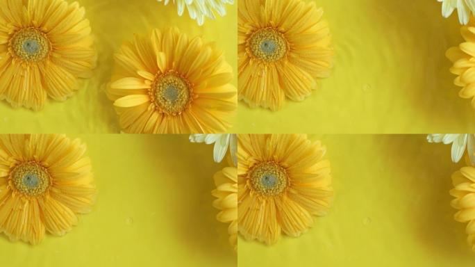 黄底非洲菊花在水中，有波纹。