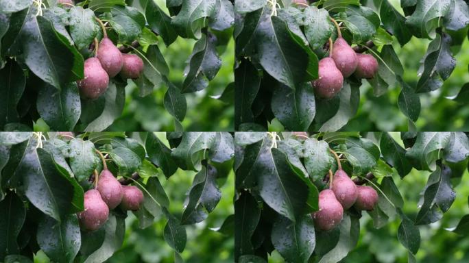 雨后树上的小梨