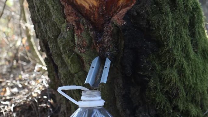 桦木汁液滴落在塑料瓶中，桦木覆盖着苔藓，一只苍蝇在桦木上爬行，特写镜头