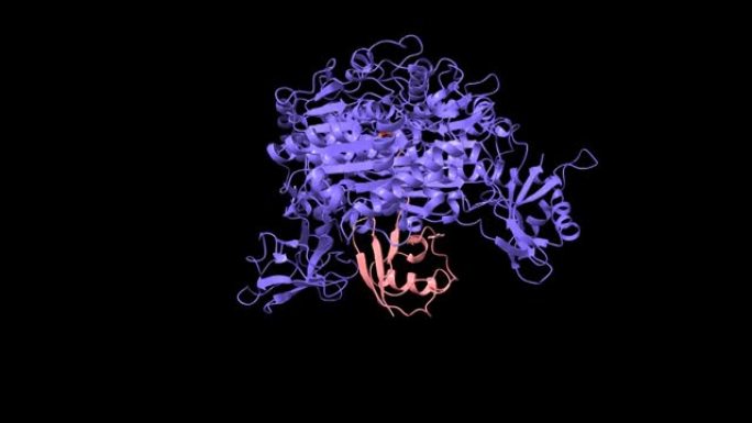 人泛素激活酶E1 (Uba1，蓝色) 与泛素 (粉红色) 复合物的结构