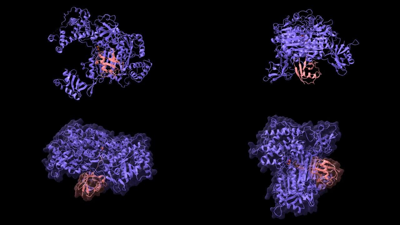 人泛素激活酶E1 (Uba1，蓝色) 与泛素 (粉红色) 复合物的结构