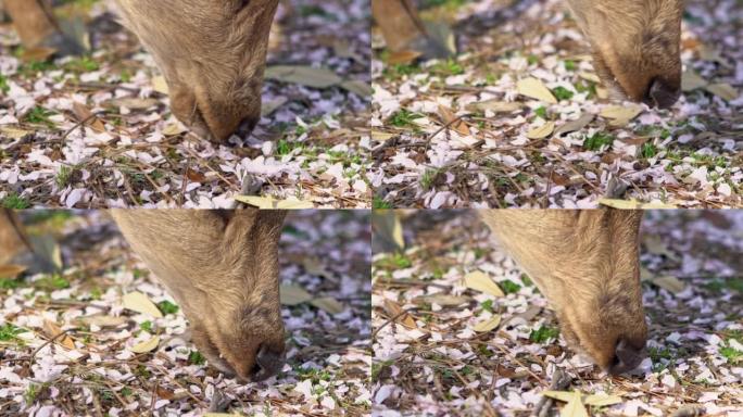 梅花鹿的慢动作在日本奈良公园自由生活和吃树叶