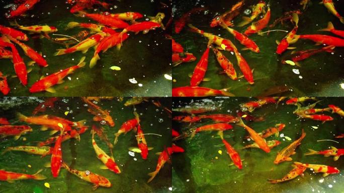 彩色花式鲤鱼或锦鲤鱼的视频慢动作正在游泳。锦鲤鱼在池塘里游泳。俯视图并放大以获取特写。水是清澈的黑色
