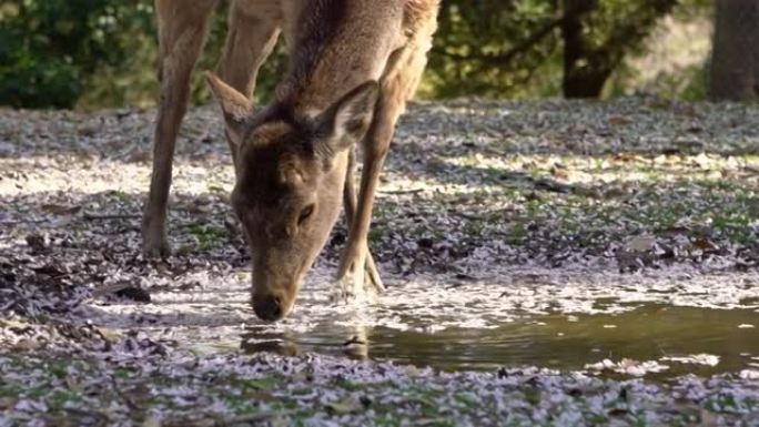 鹿在日本奈良公园的水坑上喝粉红色樱花的水