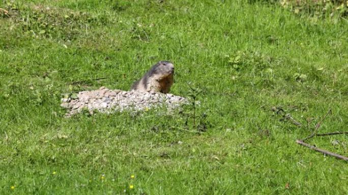 高山旱地，marmota marmota，在一个德国公园
