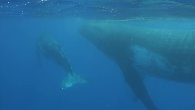 太平洋水下鲸鱼家族田园诗。