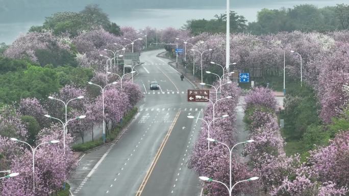 紫荆花 街拍 车道 车流 赏花 航拍