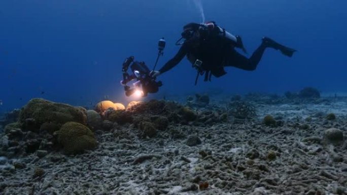 海景，潜水员和水下摄影师拍摄了库拉索岛加勒比海珊瑚礁中带槽的脑珊瑚的产卵