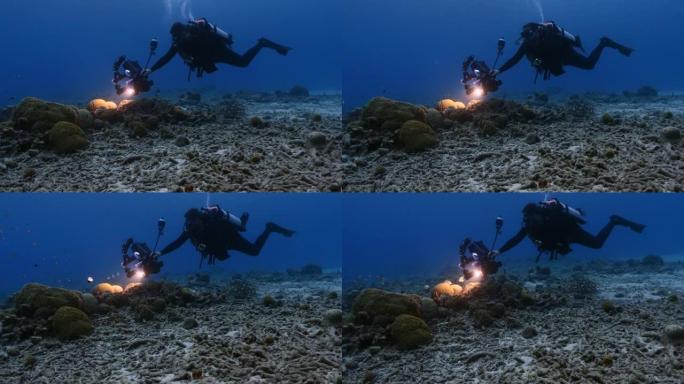 海景，潜水员和水下摄影师拍摄了库拉索岛加勒比海珊瑚礁中带槽的脑珊瑚的产卵