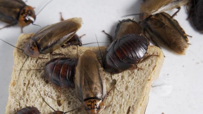 蟑螂在白色背景上吃全麦面包蟑螂是这种疾病的携带者。