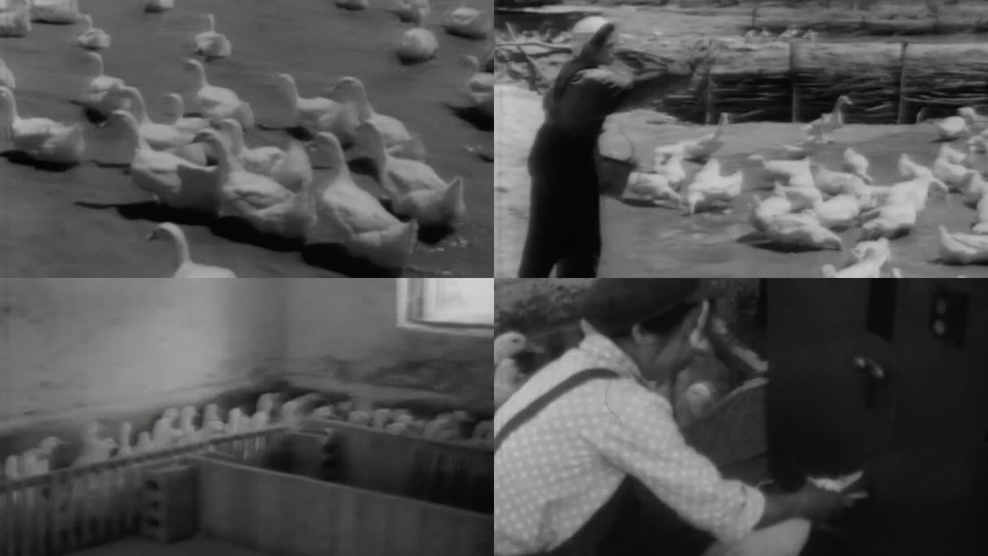 70年代 北京 鸭子养殖