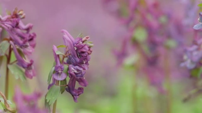 福梅沃特 (延胡索)。延胡索的花，fumewort。紫堇紫色田花在风中摇曳