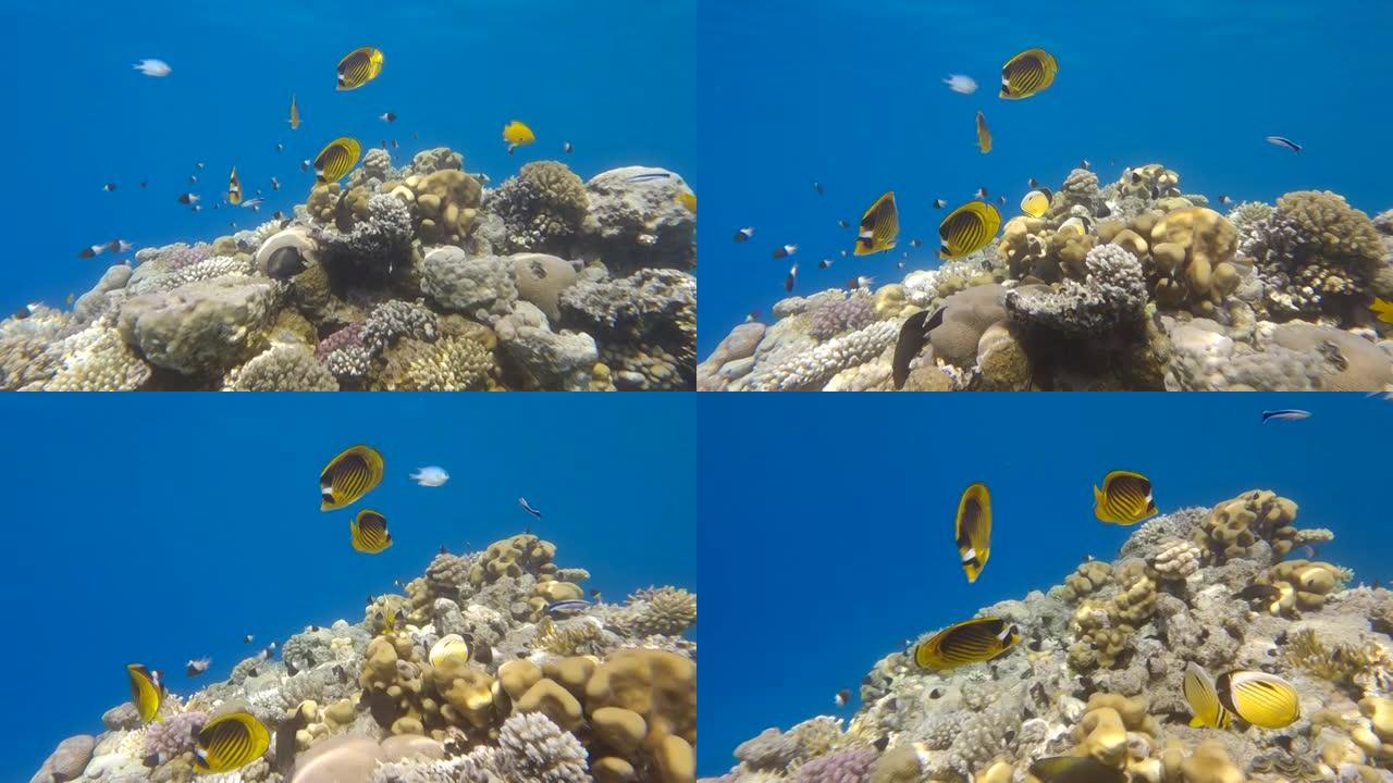 一群蝴蝶鱼在清洁站的珊瑚礁顶部盘旋。对角蝴蝶鱼 (Chaetodon fasciatus)。摄像机向