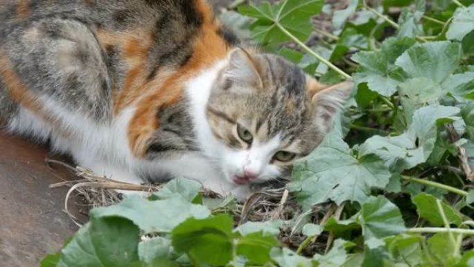 三色猫在院子里吃老鼠