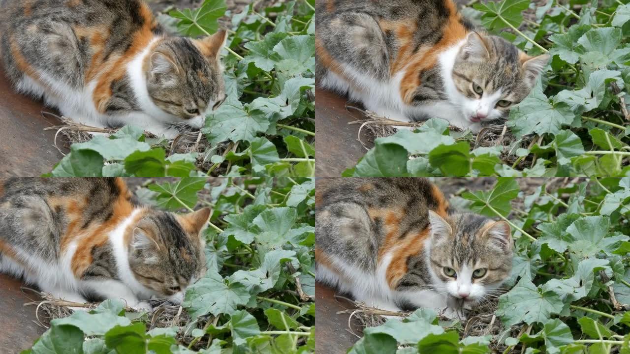 三色猫在院子里吃老鼠