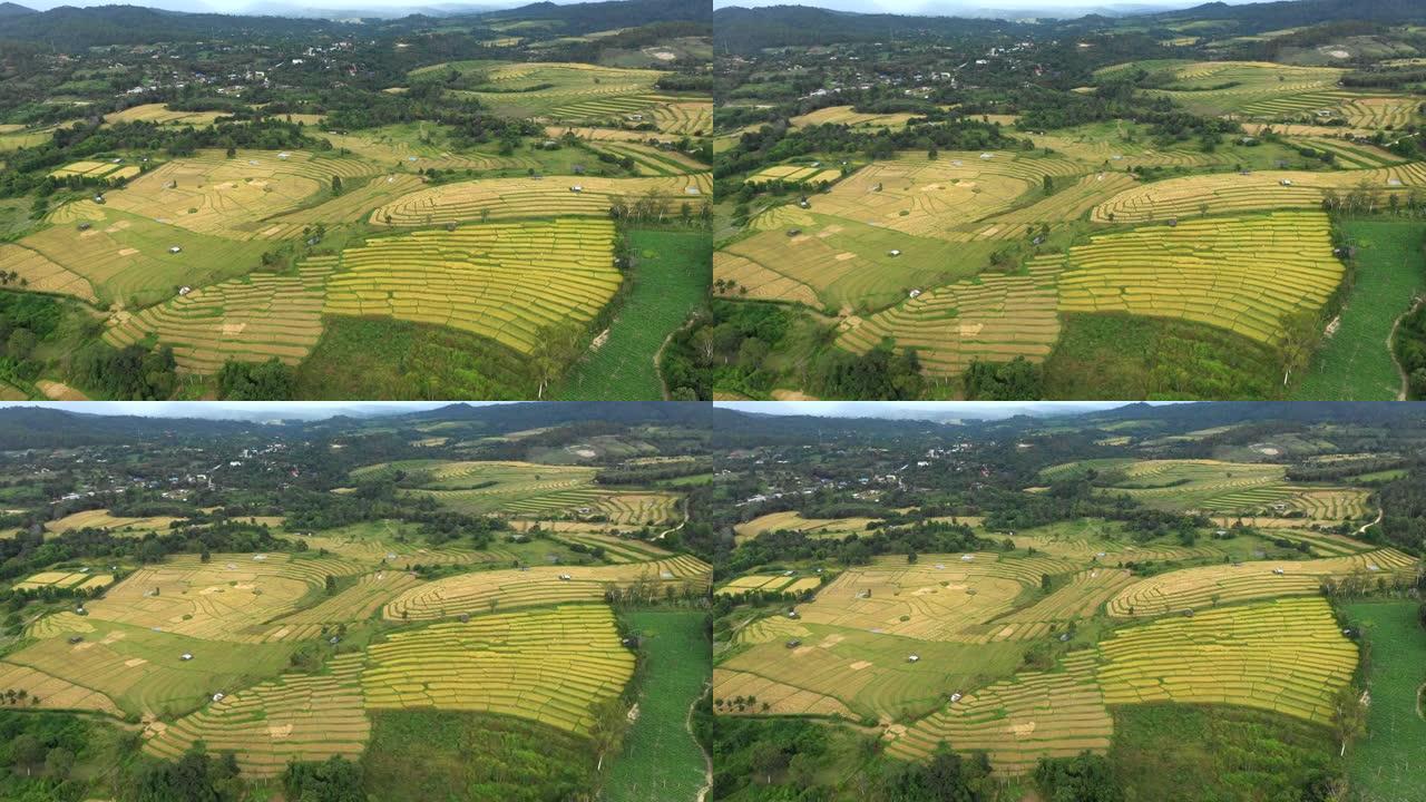 鸟瞰稻田梯田全景山坡与水稻种植在山上股票视频
